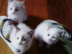 Gato raça Mestiças siames  idade Abaixo de 2 meses nome Lindinhas 