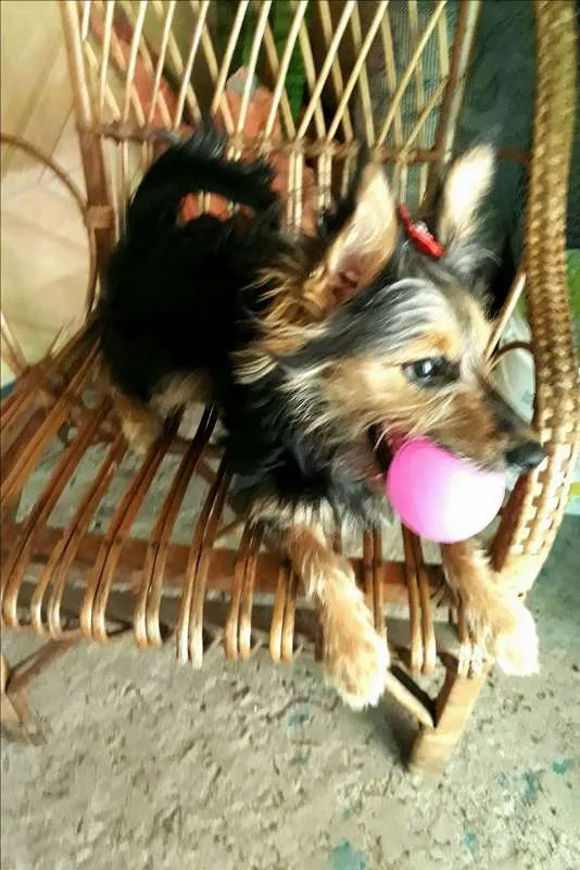 Cachorro ra a Mista idade 7 a 11 meses nome Luna