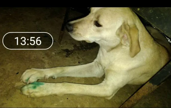 Cachorro ra a Capa preta e vira-lata idade 1 ano nome Taylor