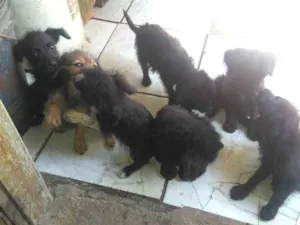 Cachorro raça Indefinida  idade 2 a 6 meses nome Sem nome