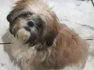 Cachorro raça Shih tzu idade 2 a 6 meses nome Kygo (Caigo)