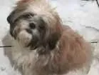 Cachorro raça Shih tzu idade 2 a 6 meses nome Kygo (Caigo)