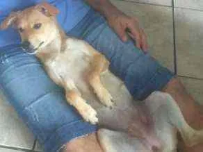 Cachorro ra a SRD idade 7 a 11 meses nome Zoe