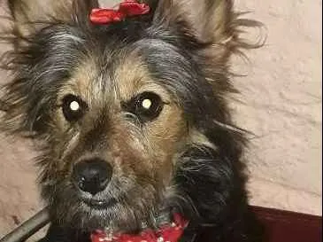 Cachorro ra a Mista idade 7 a 11 meses nome Luna
