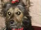 Cachorro raça Mista idade 7 a 11 meses nome Luna