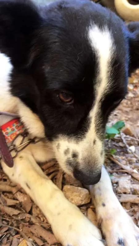 Cachorro ra a SRD idade 1 ano nome SEM NOME