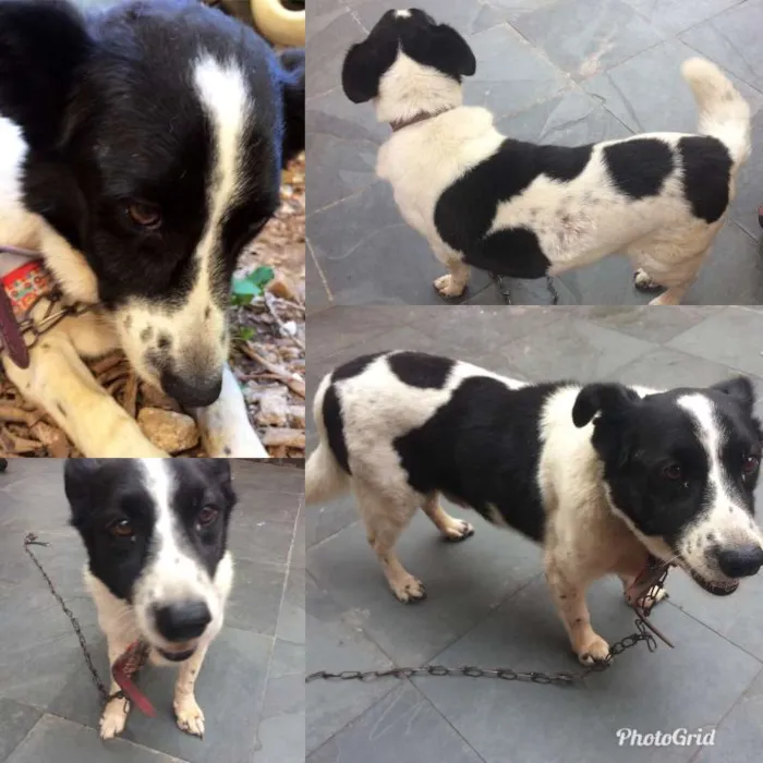 Cachorro ra a SRD idade 1 ano nome SEM NOME