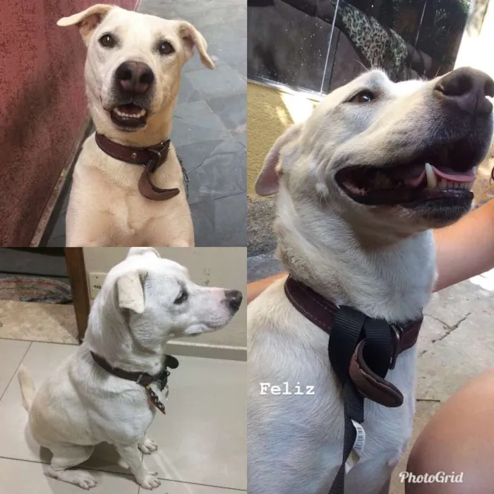 Cachorro ra a SRD idade 1 ano nome SEM NOME