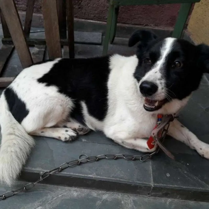 Cachorro ra a SRD idade 1 ano nome SEM NOME