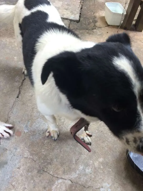 Cachorro ra a SRD idade 1 ano nome SEM NOME