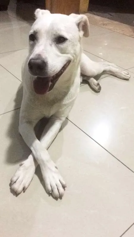 Cachorro ra a SRD idade 1 ano nome SEM NOME