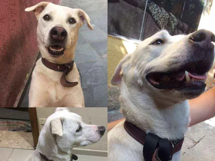 Cachorro ra a SRD idade 1 ano nome SEM NOME