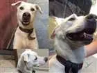 Cachorro raça SRD idade 1 ano nome SEM NOME