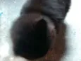Pretinha