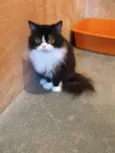 Punk