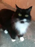 Paquita