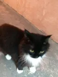 Paquita