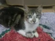 Gato