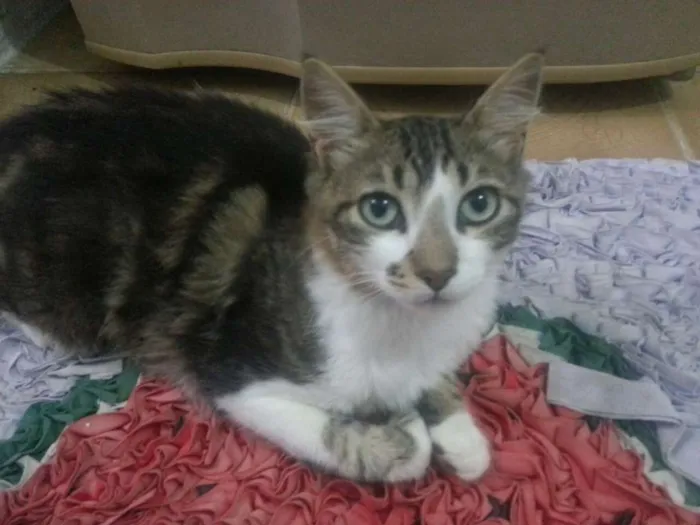 Gato raça  idade 7 a 11 meses nome Gato