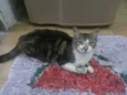 Gato