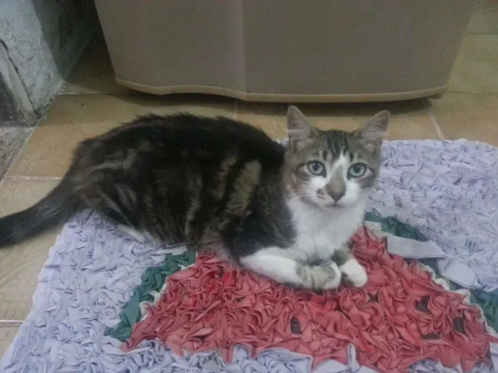Gato raça  idade 7 a 11 meses nome Gato