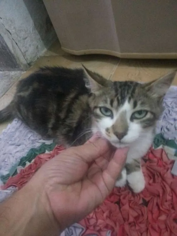 Gato raça  idade 7 a 11 meses nome Gato