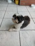 Choquito
