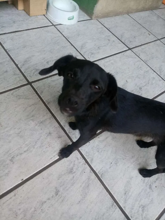 Cachorro ra a Mistura de shitzu idade 7 a 11 meses nome Pretinha