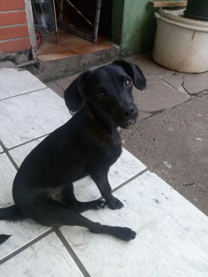 Cachorro ra a Mistura de shitzu idade 7 a 11 meses nome Pretinha