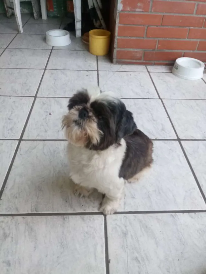 Cachorro ra a Shitzu puro idade 6 ou mais anos nome Choquito