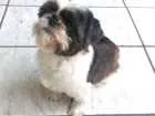 Cachorro raça Shitzu puro idade 6 ou mais anos nome Choquito