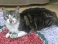 Gato