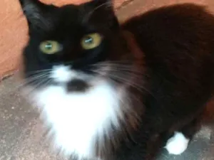 Gato raça Sem raça idade 6 ou mais anos nome Paquita