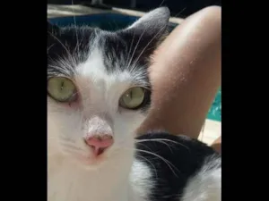 Gato raça Gato idade 7 a 11 meses nome Luz