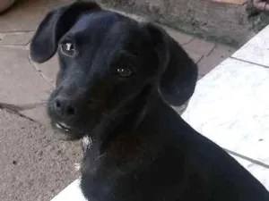 Cachorro raça Mistura de shitzu idade 7 a 11 meses nome Pretinha