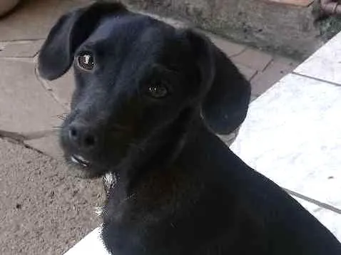 Cachorro ra a Mistura de shitzu idade 7 a 11 meses nome Pretinha