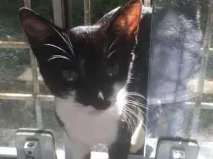 Gato raça Gato idade 7 a 11 meses nome Pitico