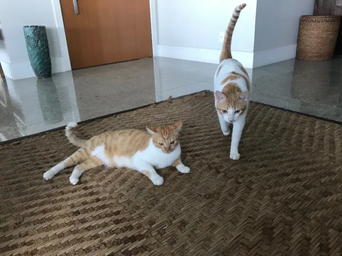 Gato raça Indefinida idade 2 anos nome Arnold e Pituco