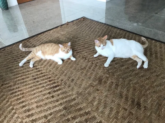 Gato raça Indefinida idade 2 anos nome Arnold e Pituco