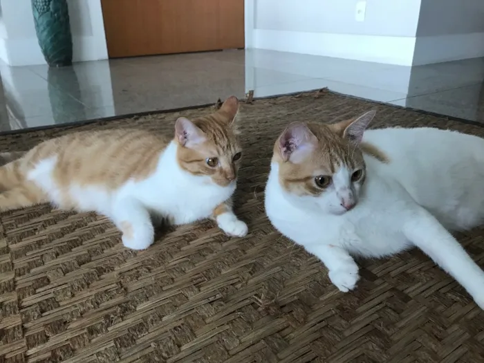 Gato raça Indefinida idade 2 anos nome Arnold e Pituco