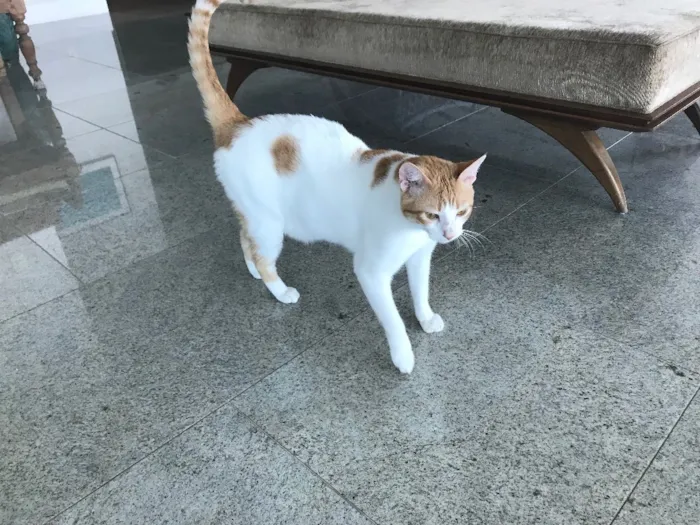 Gato raça Indefinida idade 2 anos nome Arnold e Pituco