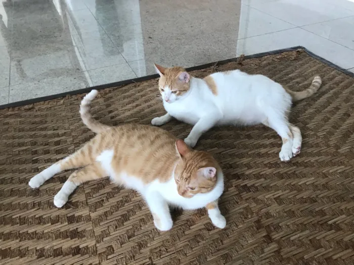 Gato raça Indefinida idade 2 anos nome Arnold e Pituco