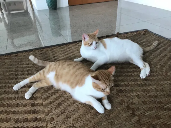 Gato raça Indefinida idade 2 anos nome Arnold e Pituco