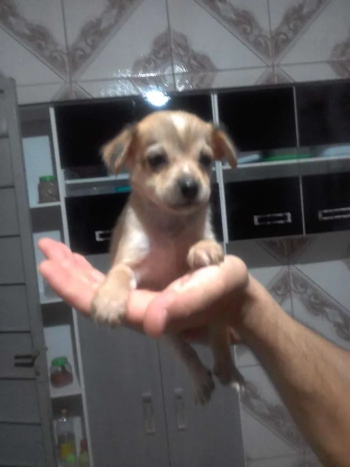Cachorro ra a  idade Abaixo de 2 meses nome Lilico