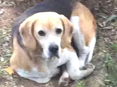 Cachorro ra a BEAGLE idade 6 ou mais anos nome RAU