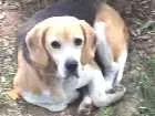 Cachorro raça BEAGLE idade 6 ou mais anos nome RAU