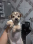 Lilico