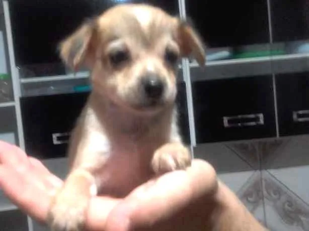 Cachorro ra a  idade Abaixo de 2 meses nome Lilico