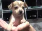 Cachorro raça  idade Abaixo de 2 meses nome Lilico