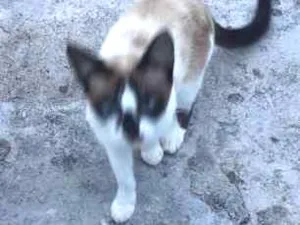 Gato raça GATO idade 4 anos nome PITITICA